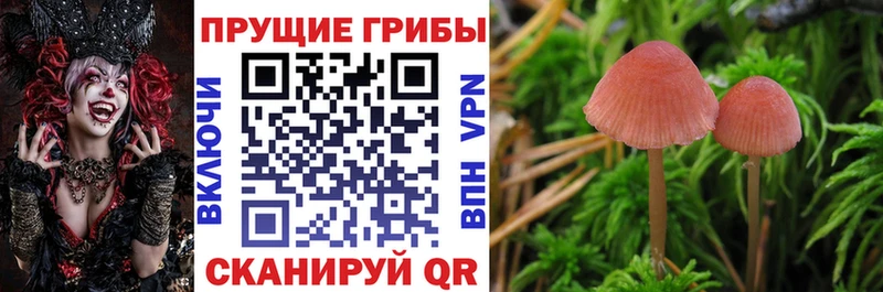blacksprut tor  купить  цена  Буйнакск  Псилоцибиновые грибы мухоморы 
